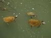 Żółwie w Eungella Park 1280 x 1024 pixel