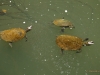 Żółwie w Eungella Park 1280 x 800 pixel