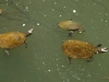Żółwie w Eungella Park 1366 x 768 pixel