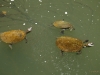 Żółwie w Eungella Park 1440 x 900 pixel