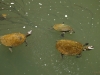 Żółwie w Eungella Park 1680 x 1050 pixel