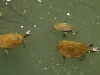 Żółwie w Eungella Park 1920 x 1080 pixel