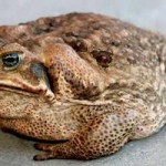 Australijska flora. Cane Toad – “ropucha trzcinowa”. Eksterminacja lokalnego szkodnika metodą gry w golfa.