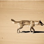 Dzikie psy Dingo – tak jakby wilki w Australii.