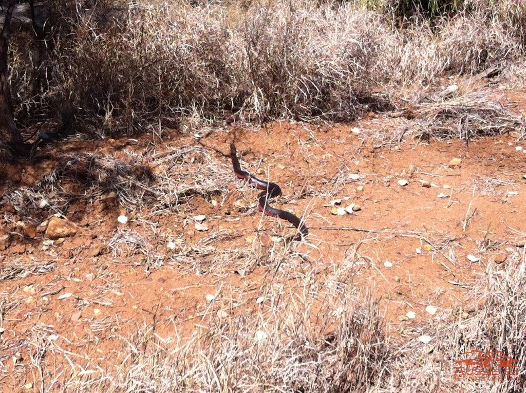 redbelly snake australia